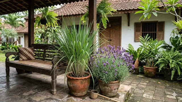 Kombinasi Tanaman Herbal Anti Nyamuk di Teras (Foto: Gemini AI)