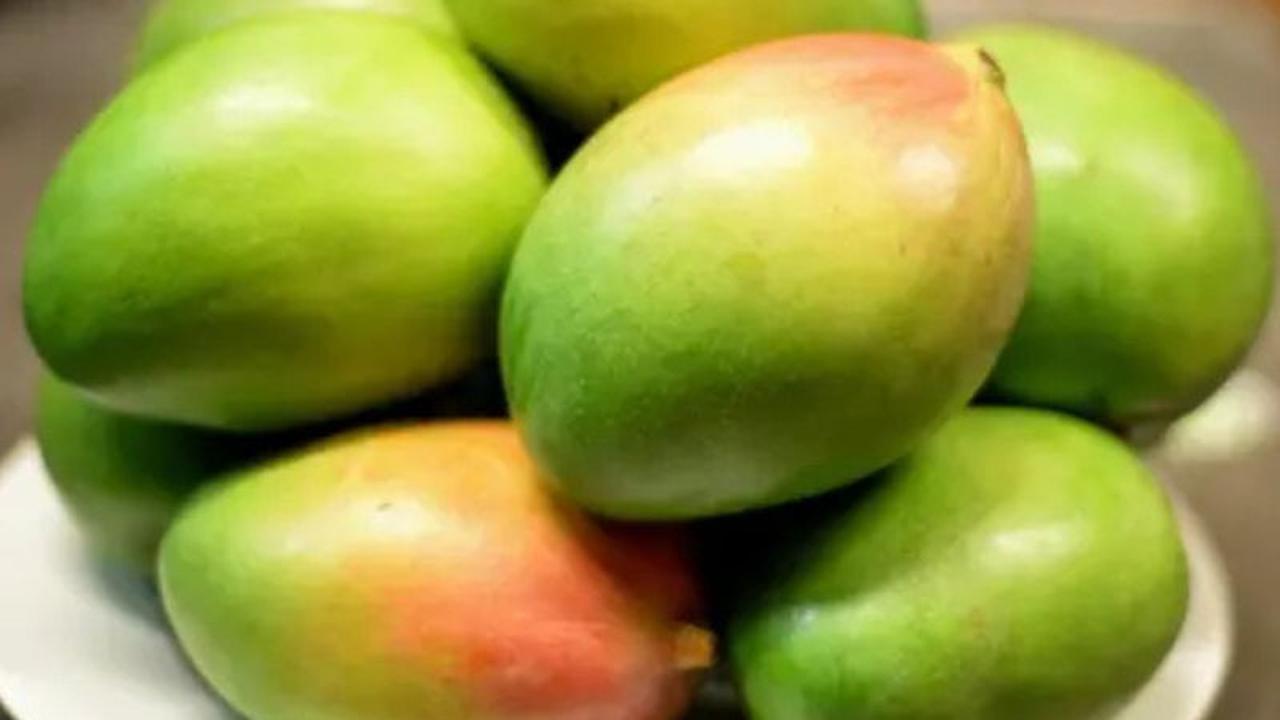 mangga muda