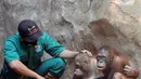 Penjaga kandang membelai Orangutan Sumatra (Pongo Abelii) di Taman Margasatwa Ragunan (TMR), Jakarta, Selasa (23/2/2021). Walau masih tutup akibat pendemi COVID-19, pelayanan terhadap satwa di TMR tetap berjalan setiap hari dan sesuai protokol kesehatan. (merdeka.com/Arie Basuki)