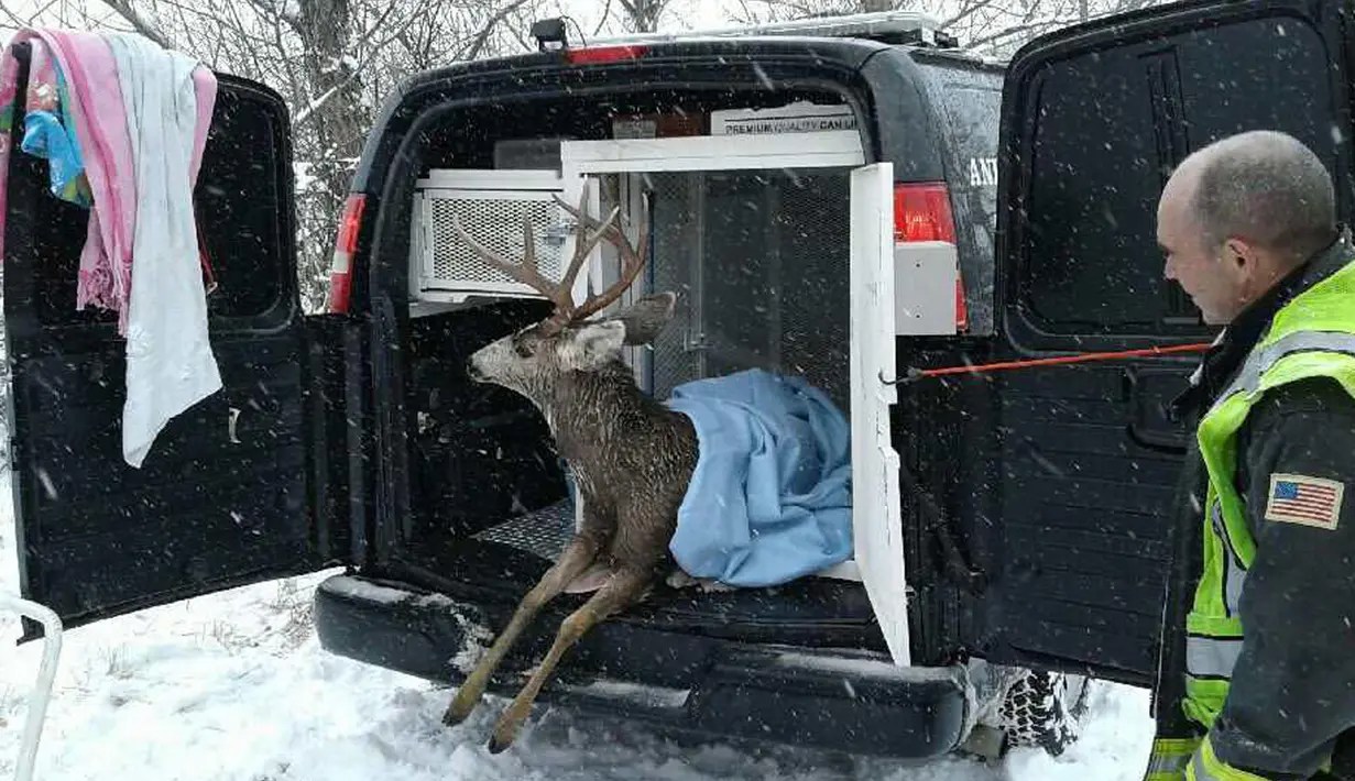 Seekor rusa berada di ambulans setelah berhasil diselamatkan oleh petugas pemadam kebakaran dari dalam danau es di Colorado, AS, Senin (22/1). Di dalam ambulans, rusa tersebut kemudian dihangatkan dengan diberi handuk. (facebook.com/WestMetroFireRescue)