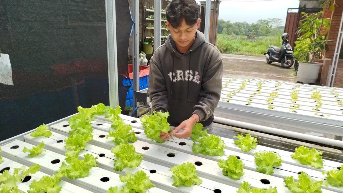 Cara Menanam Sayur Hidroponik