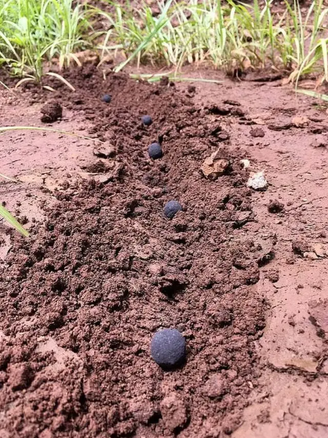 SeedBalls, Inovasi Bola Bibit untuk Atasi Deforestasi di Kenya