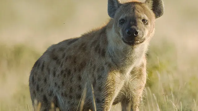 Hyena