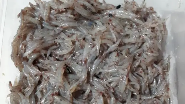Ikan Nike