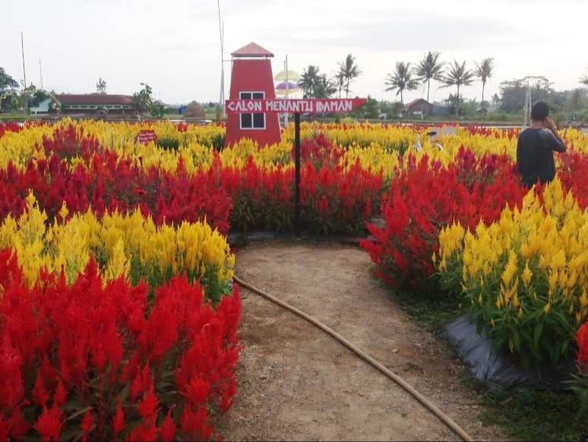 3. Taman Bunga Celosia <br>