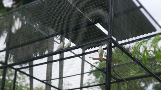 Serunya Jelajah Pagi Hari Di Hutan Habitat Jalak Bali Regional