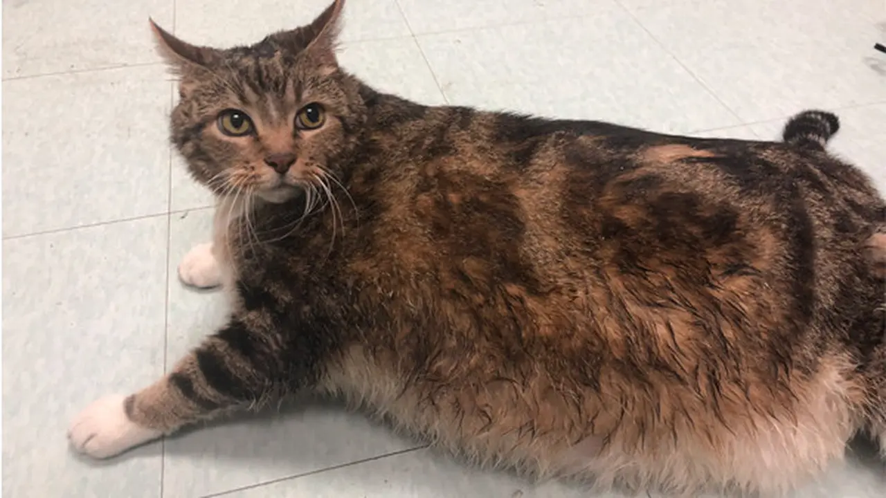 Kucing Gendut Tampak Menggemaskan tapi Bisa Jadi Tak Bahagia - Health