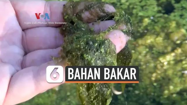 VIDEO: Ganggang Bisa Jadi Bahan Bakar, Bagaimana Caranya?