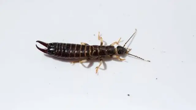 Ilustrasi Cocopet/Earwig