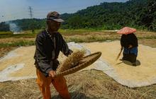 FOTO: Dua Faktor Ini Sebabkan Satu Liter Beras di Tingkat Petani Naik, Harganya Sekarang Jadi Segini