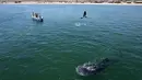 Pemandangan udara hiu paus (Rhincodon Typu) berenang dekat perahu pengunjung di Laut Cortez di Bahia de los Angeles, negara bagian Baja California, Meksiko pada 17 Juli 2021. Pengunjung dapat menikmati berenang bersama hiu paus, ikan terbesar di dunia, di Bahia de Los Angeles. (Guillermo Arias/AFP)