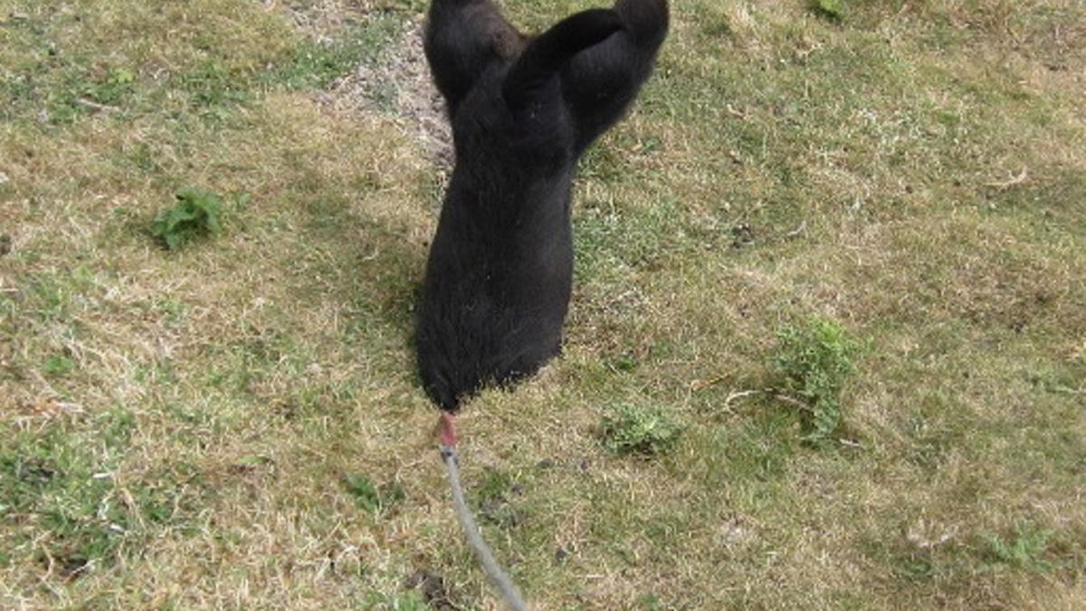 9 Hewan yang Lupa Cara Menjadi Dirinya Bikin Kamu Ngakak Maksimal