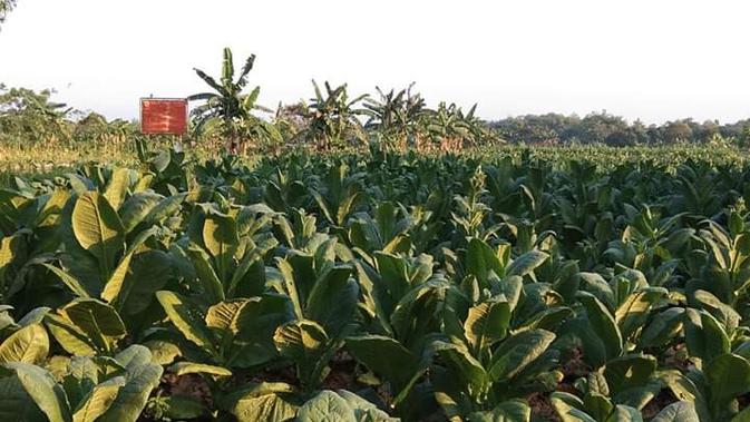 salah satu tanaman tembakau di Desa Gaddu barat, Kecamatan Ganding, kabupaten Sumenep.