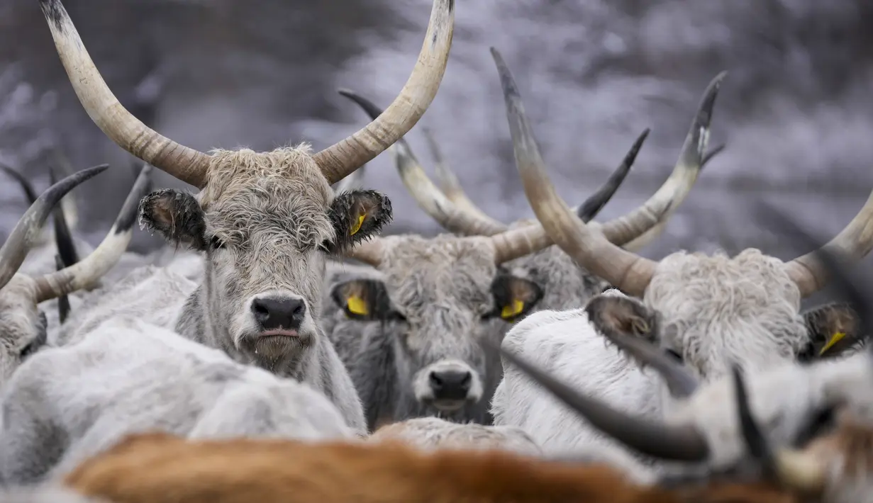 Sapi, anak sapi dan kuda-kuda tersebut terjebak di pulau Krcedinska Ada di tengah sungai Danube setelah ketinggian air meningkat tajam bulan lalu, sehingga menghalangi mereka untuk kembali ke pantai. (AP Photo/Darko Vojinovic)