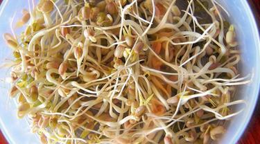 Cara Mudah Membuat Tauge Kacang Hijau Di Rumah Lifestyle Fimela Com
