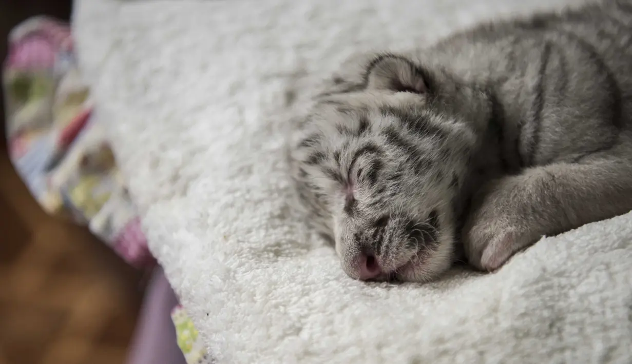Seekor harimau putih yang baru lahir bernama Snow tidur di Kebun Binatang Nasional di Masaya, Nikaragua, Selasa (5/1/2021). Harimau putih langka tersebut muncul ke dunia seminggu lalu dengan berat di bawah satu kilogram saat lahir. (INTI OCON / AFP)