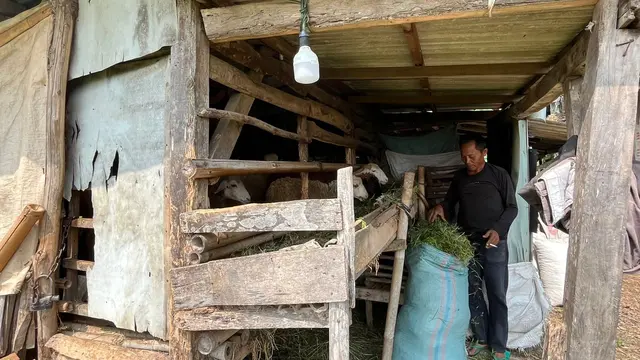 Abah Sakam Sedang Memberikan Rumput untuk Hewan Ternaknya