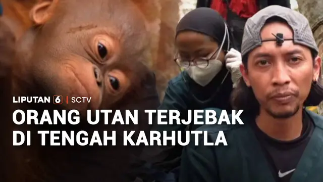 Penyelamatan Orang Utan Terjebak Api Karhutla