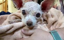 Hilang 9 Tahun, Anjing Ini Kembali ke Pemiliknya karena Pakai Mikrocip