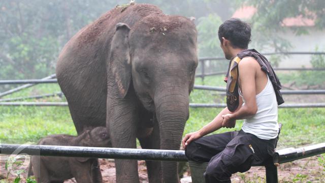 20161011-Bayi-Gajah-Lahir-Waykambas-F4