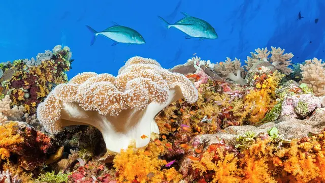 [Bintang] Australia
