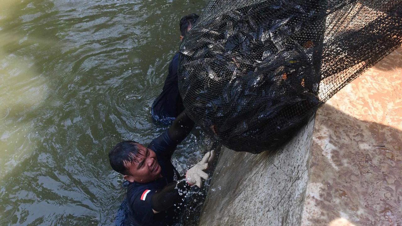 FOTO: Operasi  Penangkapan  Ikan Sapu Sapu di Setu Babakan Capai Lebih dari Tiga Ton