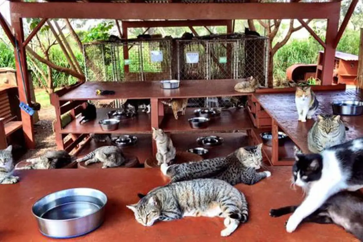 Tempat Ini Bak Surga Kucing yang Banyak Dikunjungi Warga