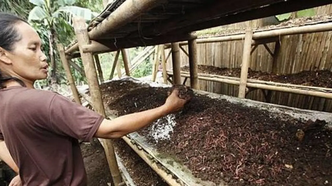 Cara budidaya cacing sutra
