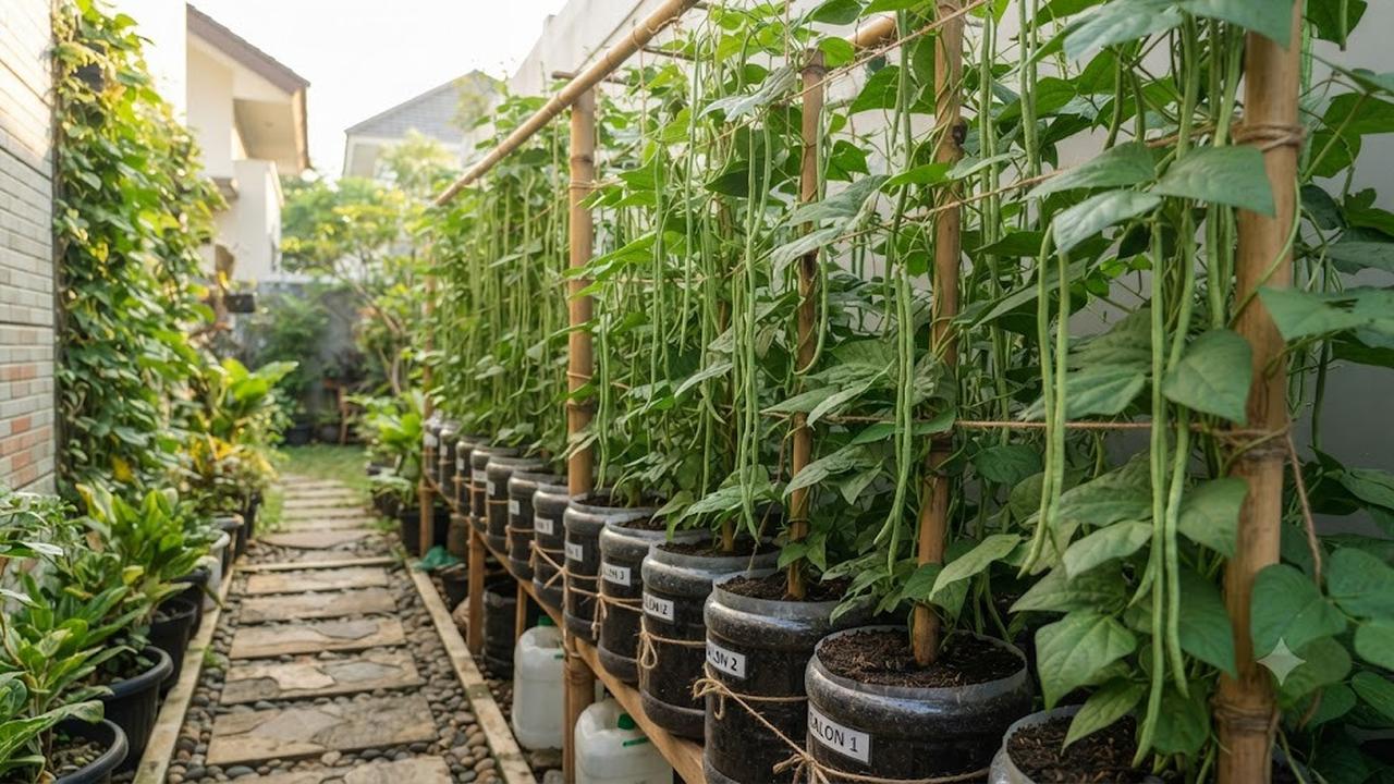 Ide Galon Bekas untuk Menanam Kacang Panjang Vertikal
