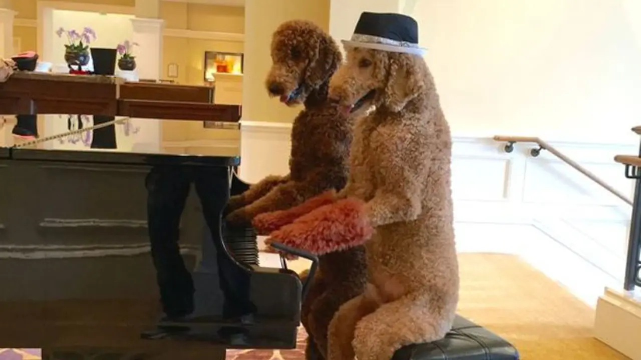 Anjing Ajaib, Bisa Memasak dan Bermain Piano