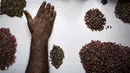 Seorang ahli geologi melakukan proses penyortiran akhir di tambang Gemfields Ruby di Montepuez, Mozambik (14/2). Batu ruby ini adalah salah satu batu permata berwarna yang berharga tinggi. (AFP/John Wessels)