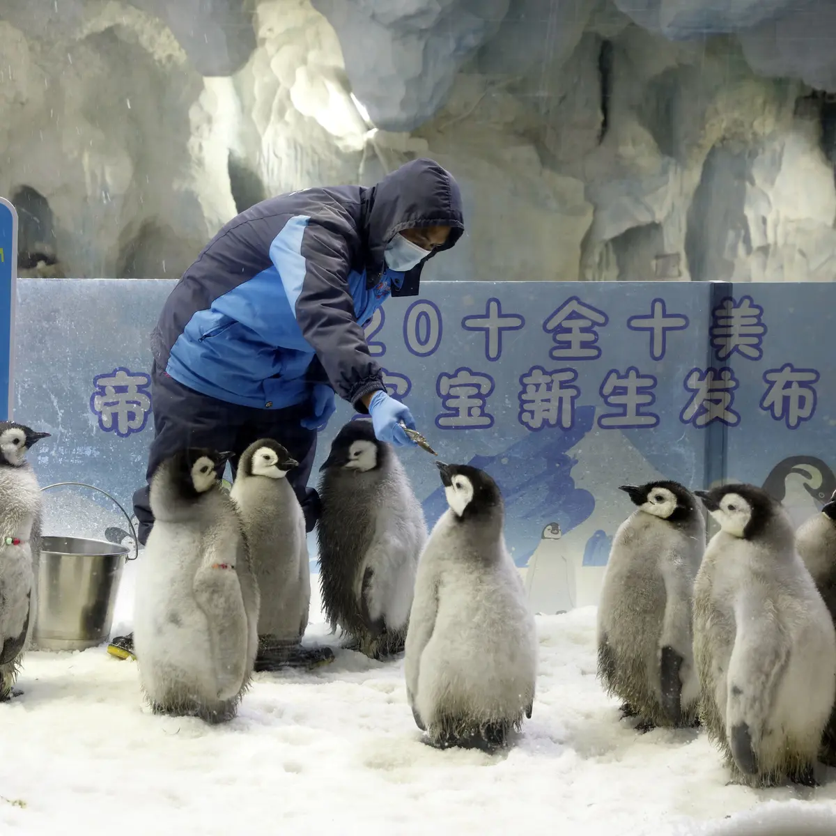 Yuk Lihat Perjalanan Bayi Pinguin Menjadi Dewasa - Photo