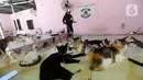 Kucing dan anjing itu tidak semuanya dikandang khusus. Hewan-hewan itu berinteraksi satu sama lain dalam bangunan seukuran rumah kontrakan.  (merdeka.com/Arie Basuki)