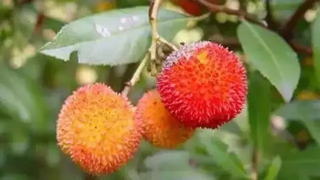 6 Potret Buah Tumbuh di Pohon yang Tak Sesuai Ini Bikin Bingung, Absurd