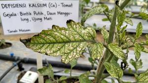 Ada Bintik Putih di Daun Tanaman? Kenali Penyebabnya