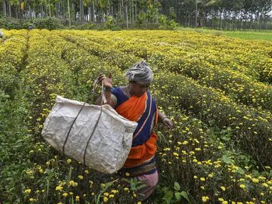 Seorang petani membawa bunga krisan yang dipanen dari sebuah ladang di pinggiran Bangalore (5/10/2021). Bunga krisan, seruni  atau krisantemum adalah sejenis tumbuhan berbunga yang sering ditanam sebagai tanaman hias pekarangan atau bunga petik. (AFP/Manjunathm Kiran)