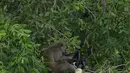 Monyet ekor panjang ilar menikmati makanan hutan Taman Marga Satwa Muara Angke, Jakarta,Sabtu (19/1). Kawasan lahan basah yang masih tersisa dengan potensi alam yang cukup tinggi adalah Kawasan Hutan Angke Kapuk. (Merdeka.com/Imam Buhori)