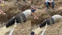 Tapir Terjebak di Parit Kebun Sawit Mesuji, Keluar dari Habitat Konservasi