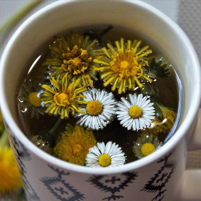 10 Manfaat Teh Dandelion Untuk Kesehatan Cegah Peradangan Hot Liputan6 Com