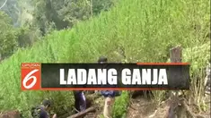 Petugas pun langsung memusnahkan 60 ribu tanaman ganja yang sudah siap panen ini dengan cara dibakar.