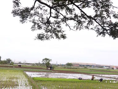 Petani menanam padi di persawahan di kawasan Tangerang, Kamis (3/12/2020). Kementerian Pertanian menargetkan pada musim tanam pertama 2020-2021 penanaman padi mencapai seluas 8,2 juta hektare menghasilkan 20 juta ton beras. (Liputan6.com/Angga Yuniar)