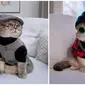 Gaya kucing saat pakai kostum untuk pemotretan ini bikin gemas. (Sumber: Instagram/@a_street_cat_named_benson)
