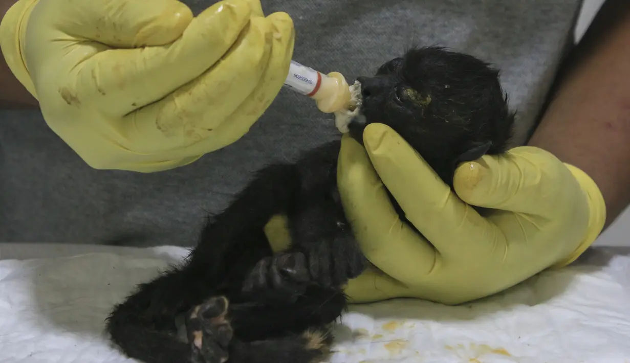 Dokter hewan memberi makan seekor monyet howler muda yang diselamatkan di tengah suhu yang sangat tinggi di Tecolutilla, negara bagian Tabasco, Meksiko, Selasa (21/4/2024). (AP Photo/Luis Sanchez)