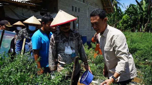 Mentan SYL Panen Perdana Cabai Hasil Integrated Farming Petani Milenial Lampung