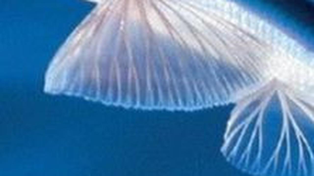 <b>Flying Fish</b>