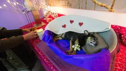 Seekor anjing Chihuahua, Chico dibaringkan di sebuah keranjang khusus penuh hiasan di Krematorium Samsara Eternity di Soignies, 8 April 2016. Di rumah duka ini, persemayaman dan  pemakaman hewan peliharaan dilakukan secara eksklusif. (REUTERS/Yves Herman)