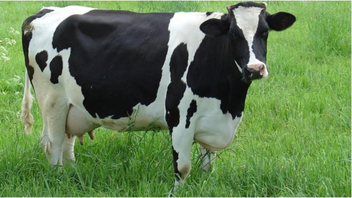 Yuk Kenali Susu Kolostrum Sapi