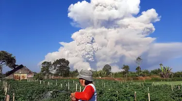 Seorang petani menyemprotkan cairan pestisida pada tanaman saat unung Sinabung memuntahkan abu ke langit, seperti terlihat dari Karo, Sumatera Utara, Selasa (2/3/2021).  Gunung Sinabung, Sumatera Utara, memuntahkan awan panas pada pukul 07.11 WIB, Selasa (2/1/2021). (AFP/Bahari Tarigan)