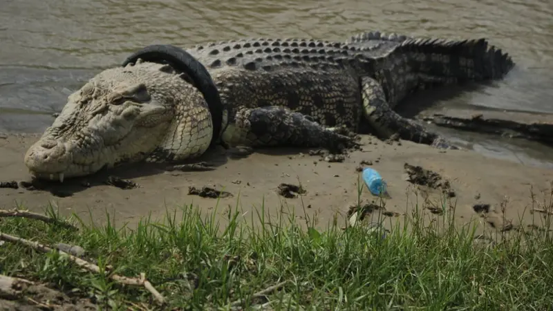 Buaya berkalung ban yang sempat Viral beberapa bulan lalu, akhirnya kembali menampakkan dirinya Foto: Saiful ProsesnewsID. (Afandi Ibrahim/Liputan6.com)