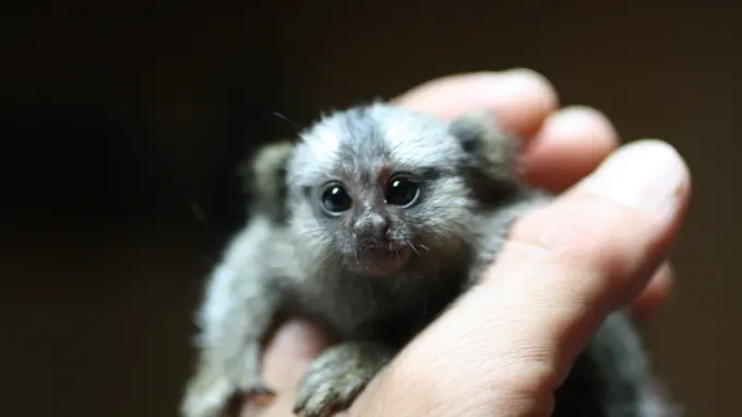 10 Potret Lucu Monyet Terkecil di Dunia